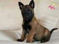 ZEKA KÜPÜ BELCİKA KURDU YAVRULAR