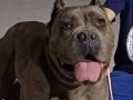 DEV CANE CORSO KIZIM