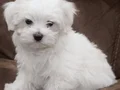 HARIKA MALTESE TERRIER BEBEKLER
