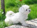 HARIKA MALTESE TERRIER BEBEKLER