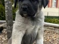 VASIFLI KANGAL YAVRULARI