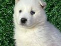 KAR BEYAZ MASMAVİ GÖZ ÖZEL ALASKAN HUSKY