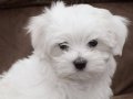 KAR BEYAZ MİNİ BOY MALTESE TERRIER BEBEKLER