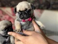 HARİKA PUG MOOBS BEBEKLER