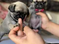 HARİKA PUG MOOBS BEBEKLER