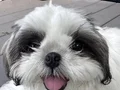 SAFKAN 0 BURUN SHIHTZU BEBEKLER