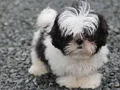 SAFKAN 0 BURUN SHIHTZU BEBEKLER