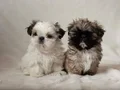 SAFKAN 0 BURUN SHIHTZU BEBEKLER