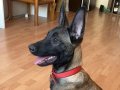 ÜST KALİTE SAFKAN BELÇİKA KURDU ERKEK YAVRU