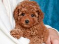 SAFKAN TOY POODLE BEBEKLER