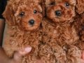 SAFKAN TOY POODLE BEBEKLER