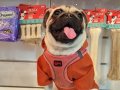 ZEKA KÜPÜ SAFKAN PUG MOOBS KIZ