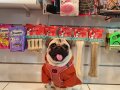 ZEKA KÜPÜ SAFKAN PUG MOOBS KIZ