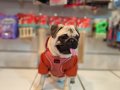 ZEKA KÜPÜ SAFKAN PUG MOOBS KIZ