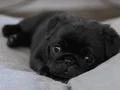 SAFKAN PUG BEBEKLER