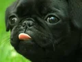 SAFKAN PUG BEBEKLER