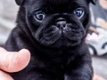 SAFKAN PUG BEBEKLER