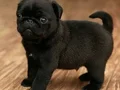 SAFKAN PUG BEBEKLER