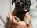 SAFKAN 0 BURU  PUG MOOBS YAVRULAR