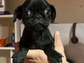 SAFKAN 0 BURU  PUG MOOBS YAVRULAR