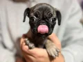SAFKAN 0 BURU  PUG MOOBS YAVRULAR
