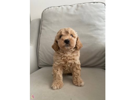 Maltipoo Yavrular 