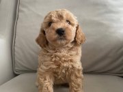Maltipoo Yavrular 