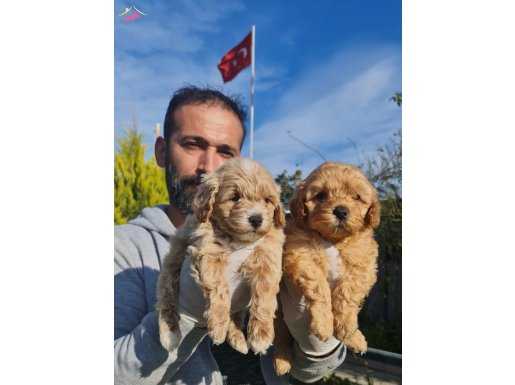 F1 maltipoo yavrular 