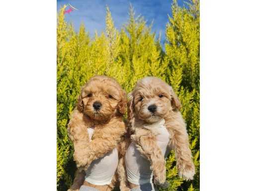 Mini boy maltipoo yavrular 