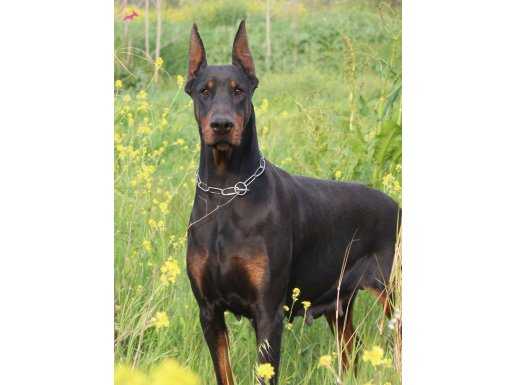 A scr li doberman yavrular 