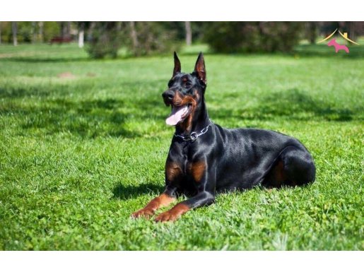 FCI-A şecereli doberman yavrular 