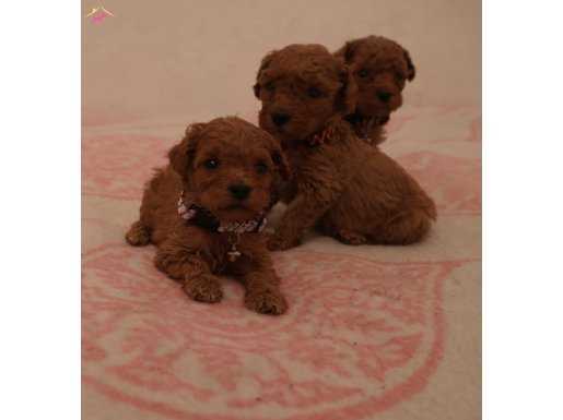 Redbrown minikler 