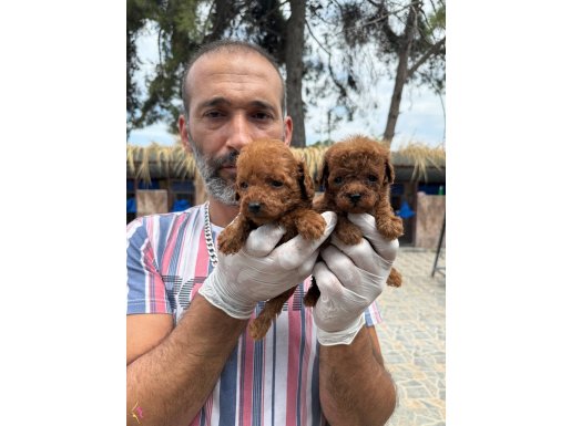 Türkiye’nin en koyu renkli Poodle yavrusu