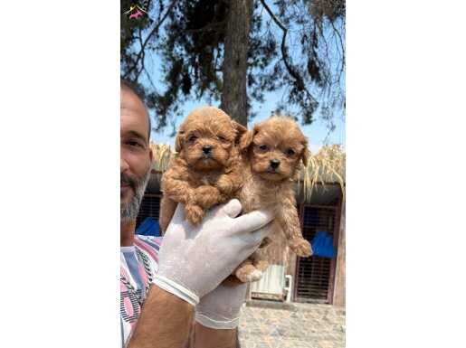 Kore Maltipoo