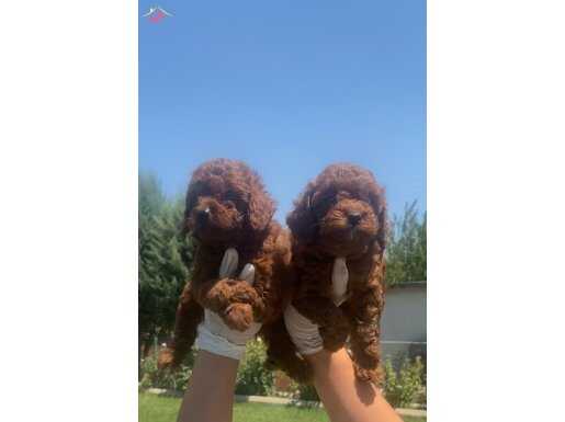 Darkred Poodle 