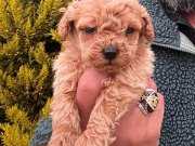 Miniature boy toypoodle yavrular