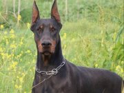 A scr li doberman yavrular 