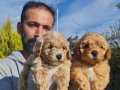 F1 maltipoo yavrular 