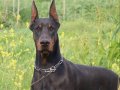 A scr li doberman yavrular 