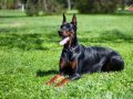 FCI-A şecereli doberman yavrular 