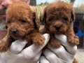 Türkiye’nin en koyu renkli Poodle yavrusu