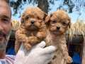 Kore Maltipoo