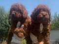 Darkred Poodle 