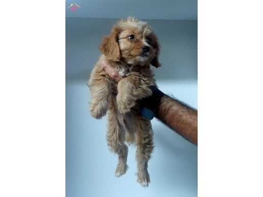 Maltipoo efsane bebişler 
