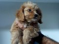 Maltipoo efsane bebişler 