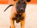 Şampiyon kan Malinois Yavrular