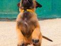 Şampiyon kan Malinois Yavrular