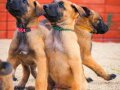Şampiyon kan Malinois Yavrular