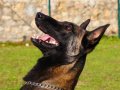 Şampiyon kan Malinois Yavrular