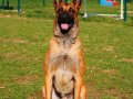 Şampiyon kan Malinois Yavrular